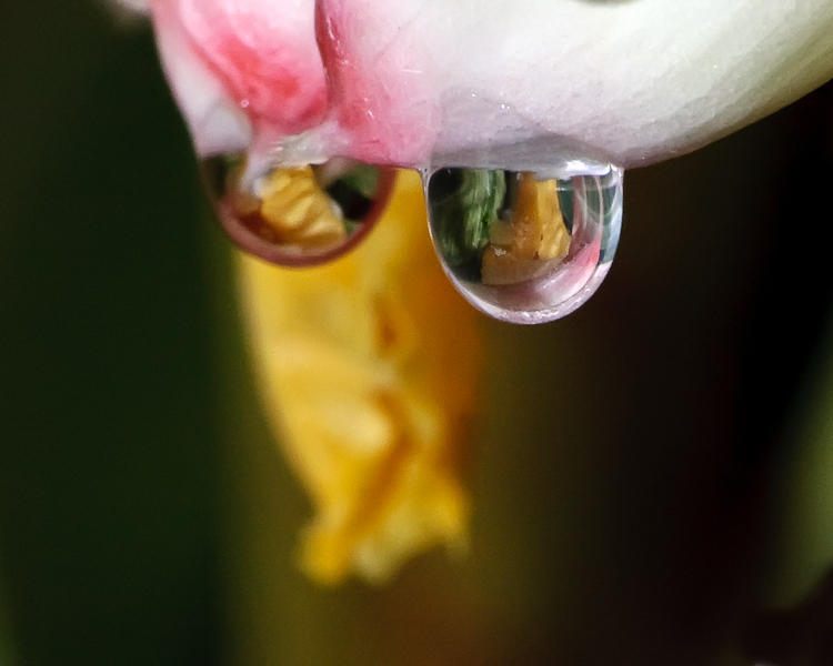 Ginger Drops