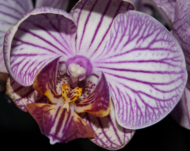 Phalaenopsis