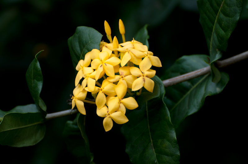 Yellow Ixoria
