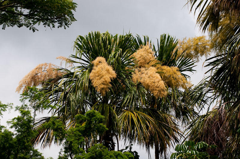 Flowering Palms