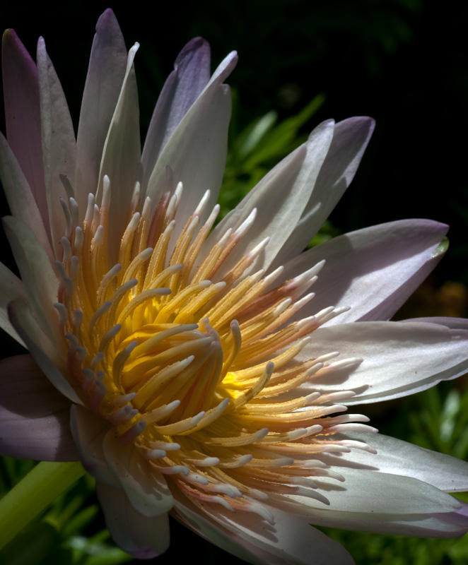 Waterlily - Miss Pink 3