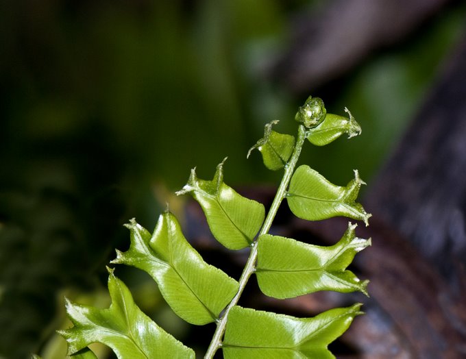 Fishtail Fern