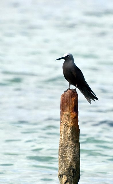 Hawaiian Noddy