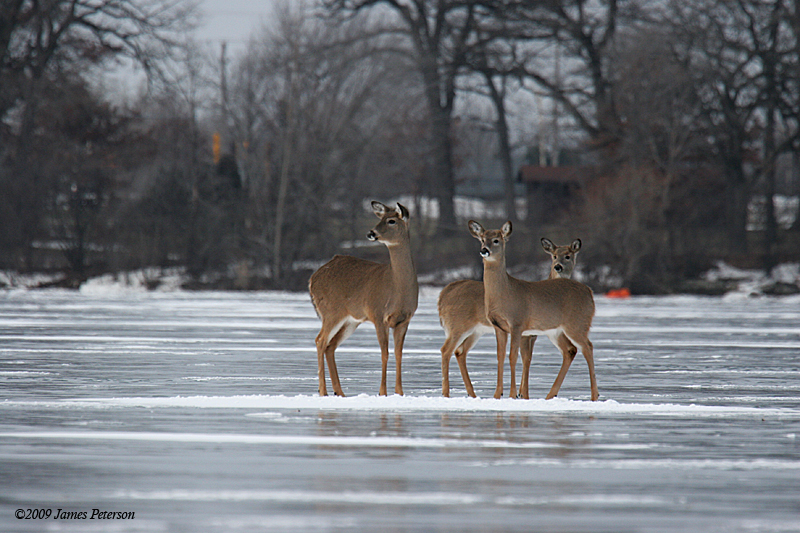 Deer on Lake Ice (38459)