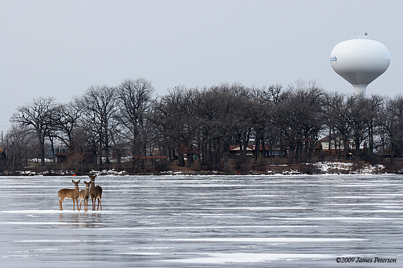 Deer on Lake Ice (38439)