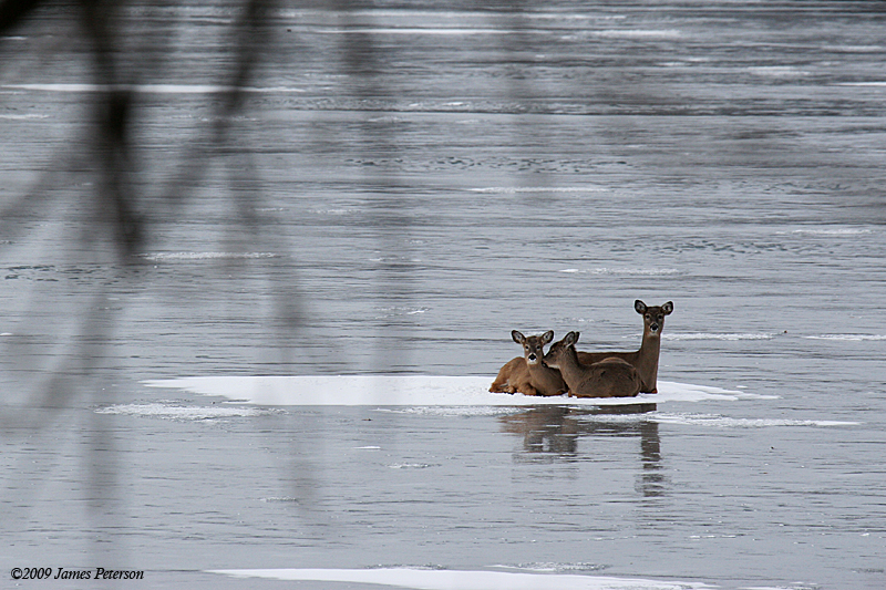 Deer on Lake Ice (38431)