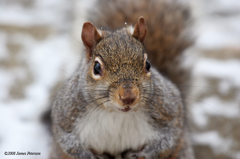 Squirrel (37973)