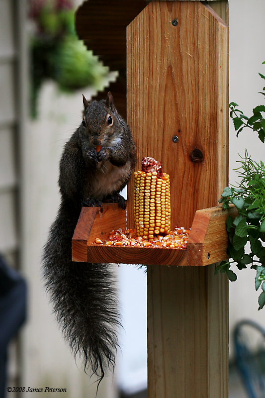 Corn Squirrel Feeder (36241)