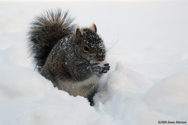 Squirrel Drinking (37961)