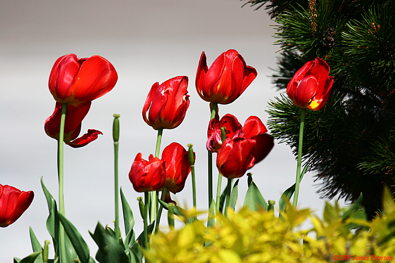 Tulips (41995)