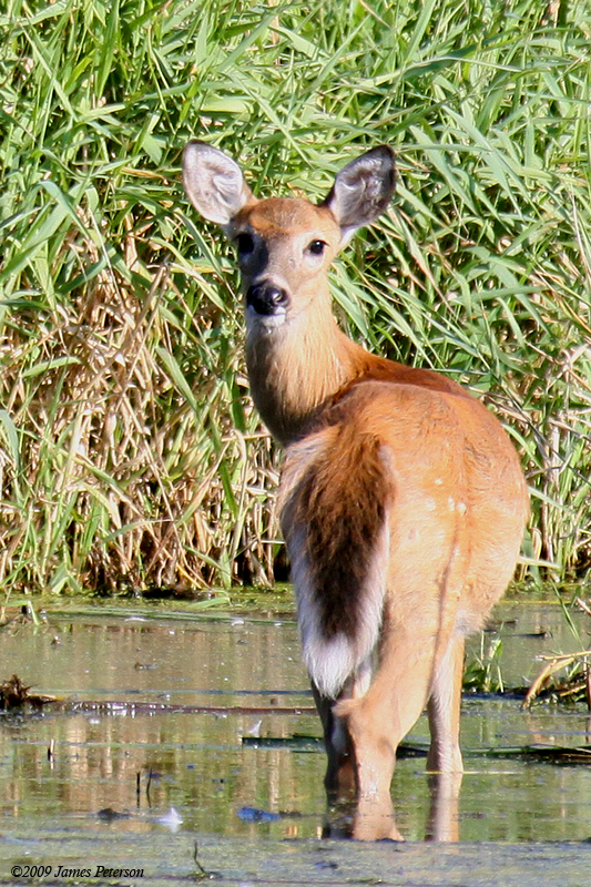 Deer (1107)