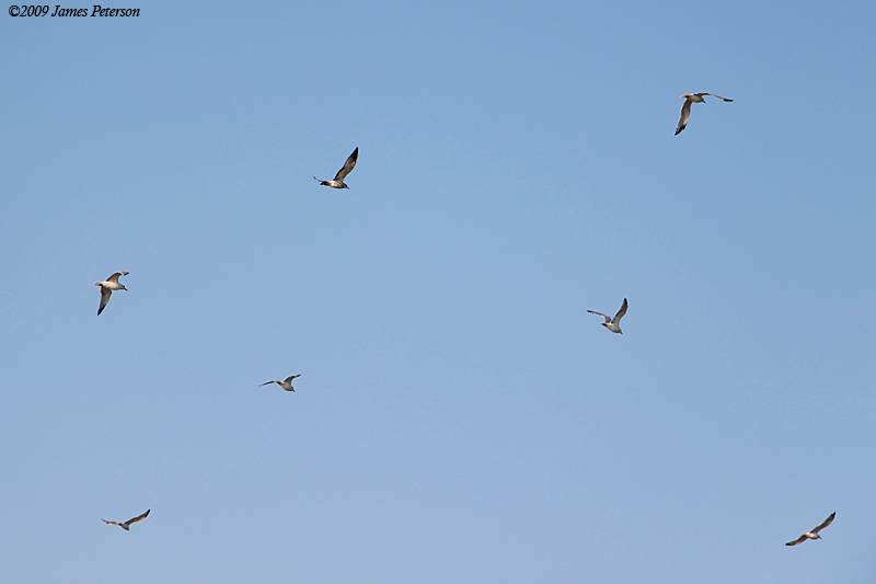 Gulls in Flight (1436)