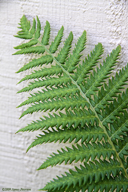 Fern (1004)