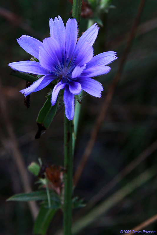 Blue Bloom (1647)