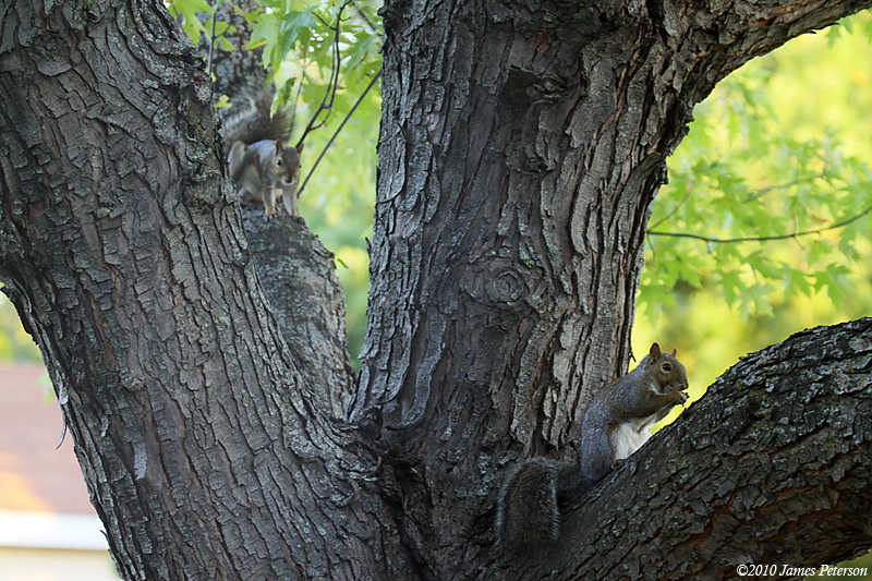 Our New Neighbors (10635)