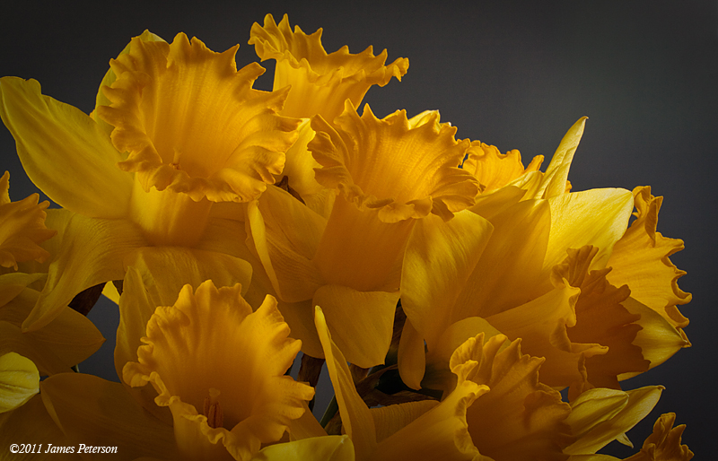 Yellow Daffodils(12621)
