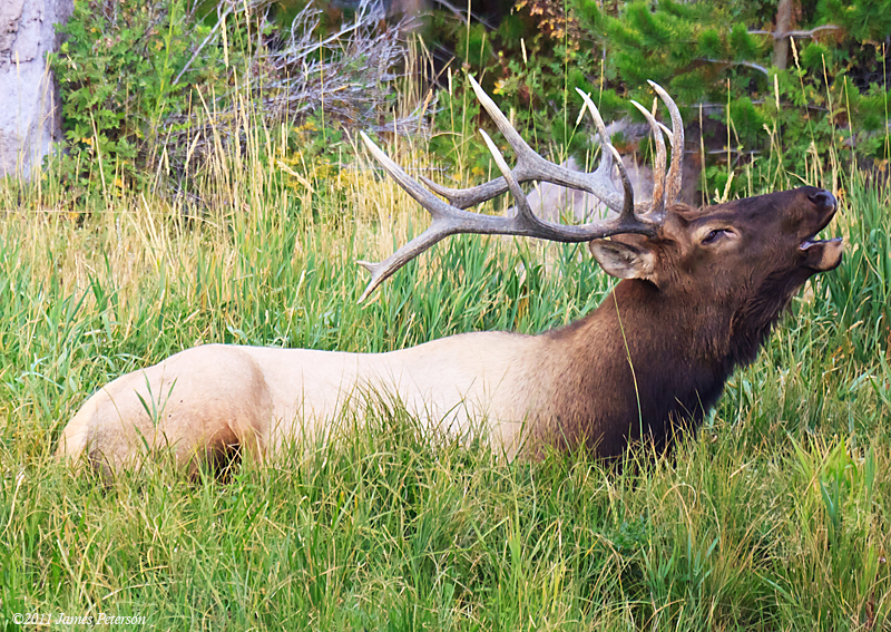 Elk Bugling (18177)