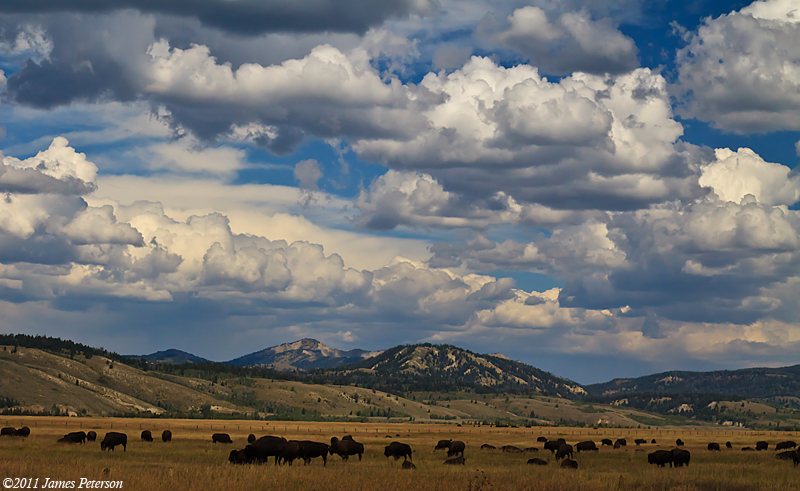 Grazing Bison (17838)