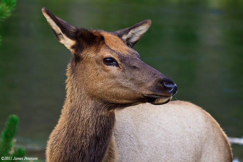 Female Elk (18209)