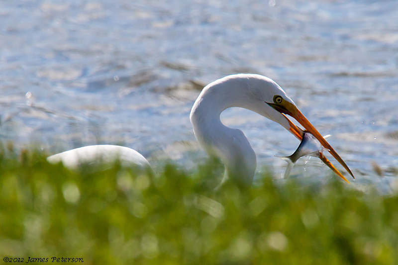 Egrets' Catch (22357)