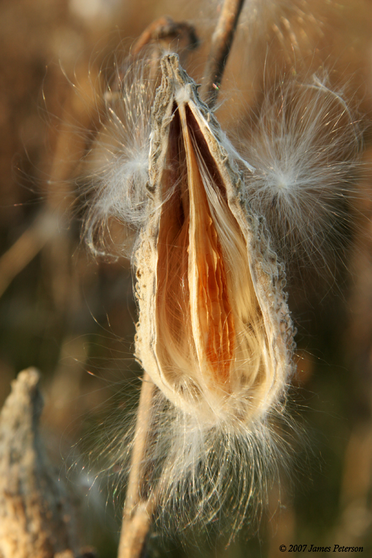 Milk Weed (25484)