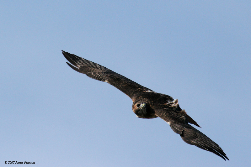 Red-tail Hawk (25684)