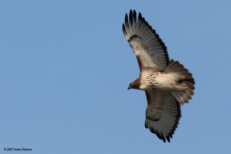 Red-tail Hawk (25791)