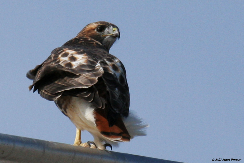 Red-tail Hawk (25679)
