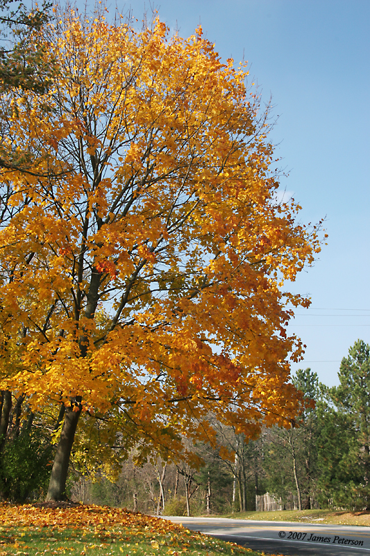 Fall Color (26052)