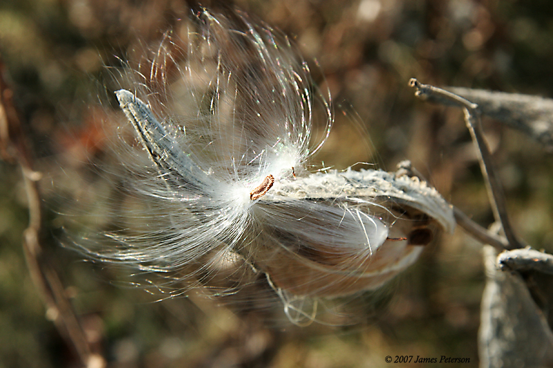 Milk Weed (26178)