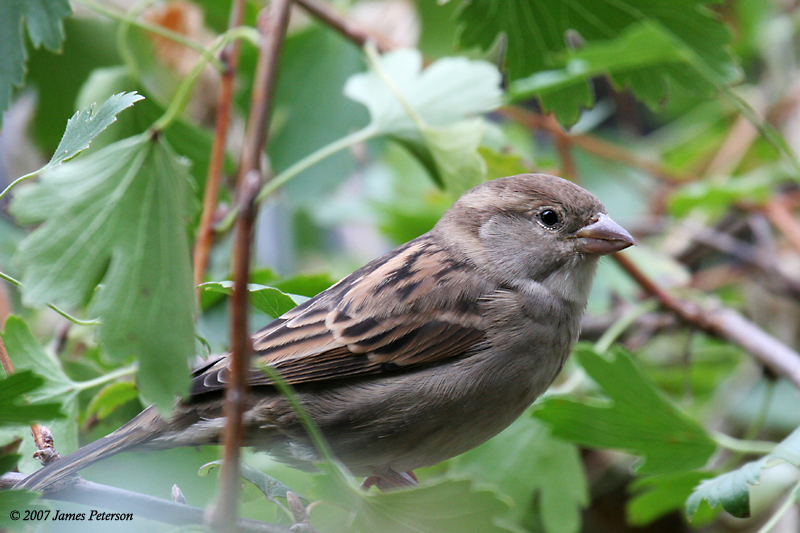 Sparrow (23832)
