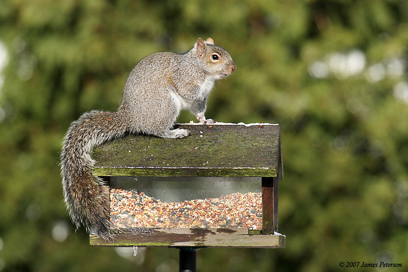 Squirrel Feeder (26468)