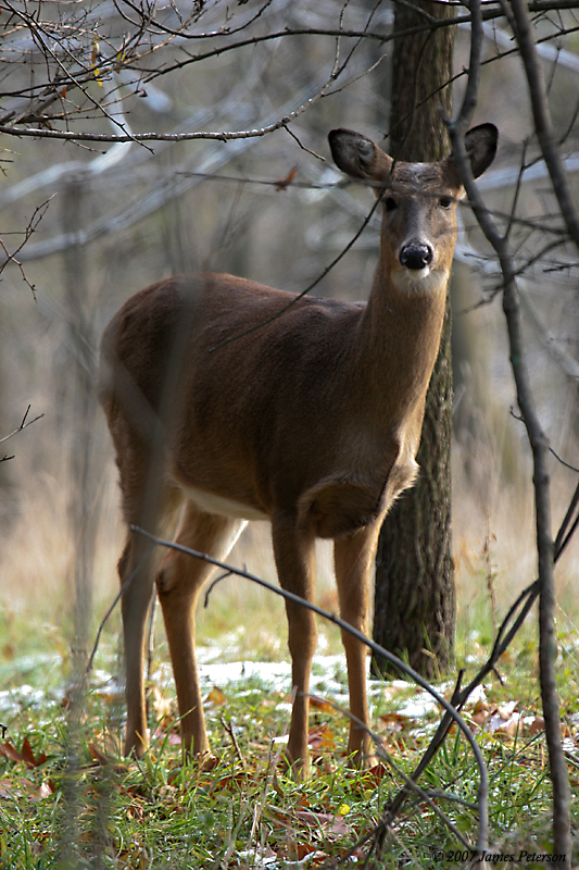 Deer (26448)