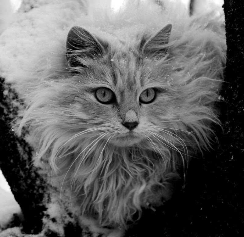 kitty_2.jpg