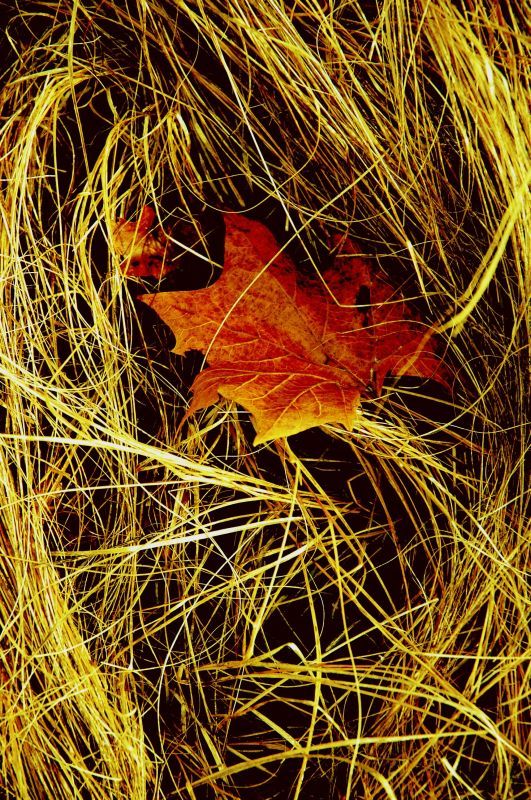 leaf in grass.jpg