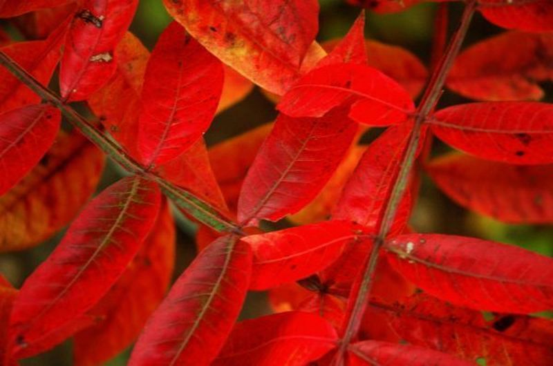 leaves_3.jpg