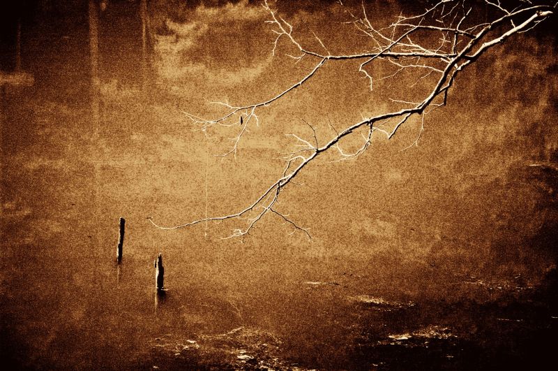 mystical limb.jpg
