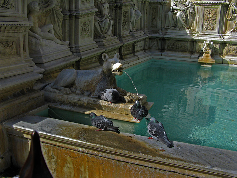 Fonte Gaia .. S9179