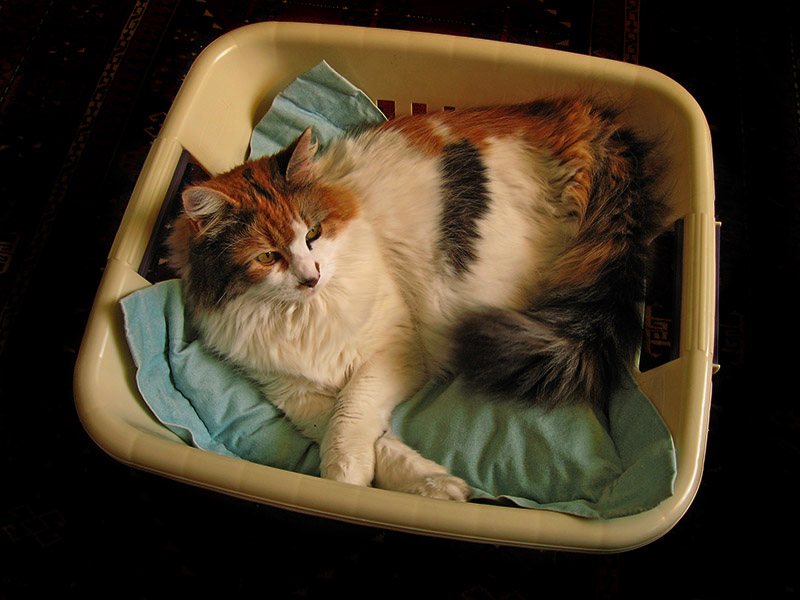 Bella in basket .. 4300