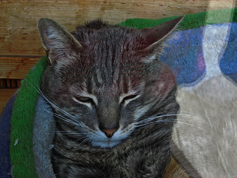 Hidas cat, Kotetsu  .. 4587