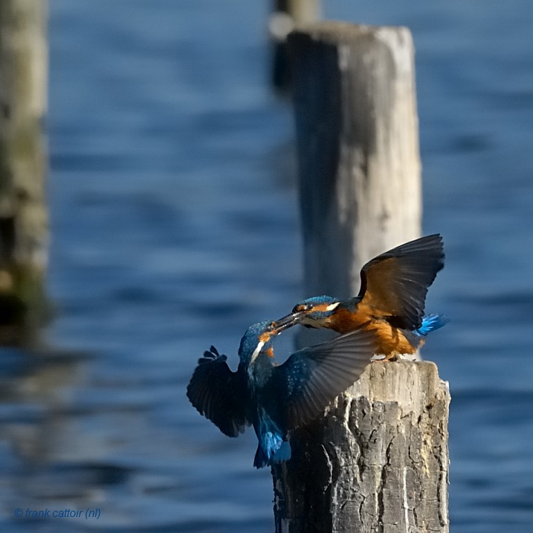 kingfisher.... ijsvogel