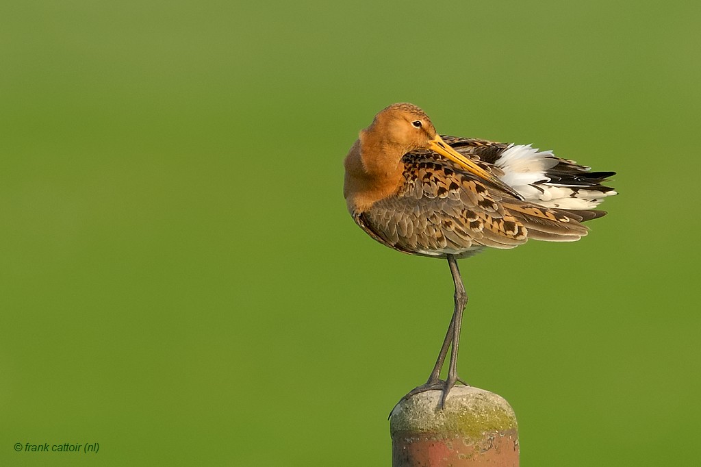 black-tailed godwit.... grutto