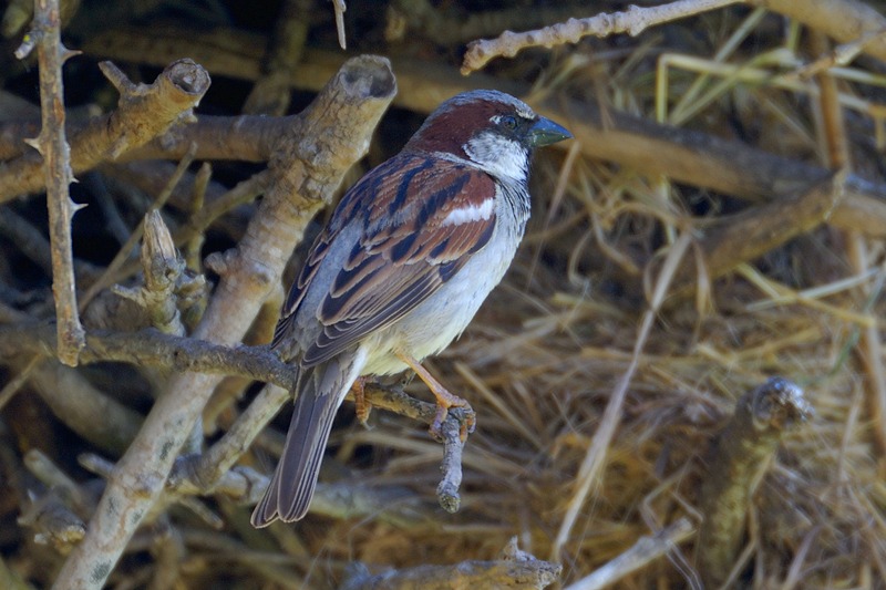 house sparrow.... huismus