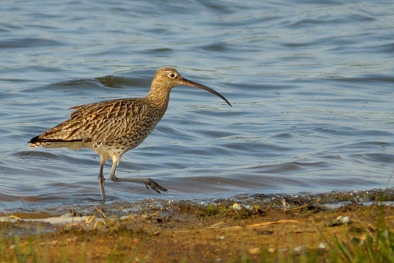 curlew.... wulp