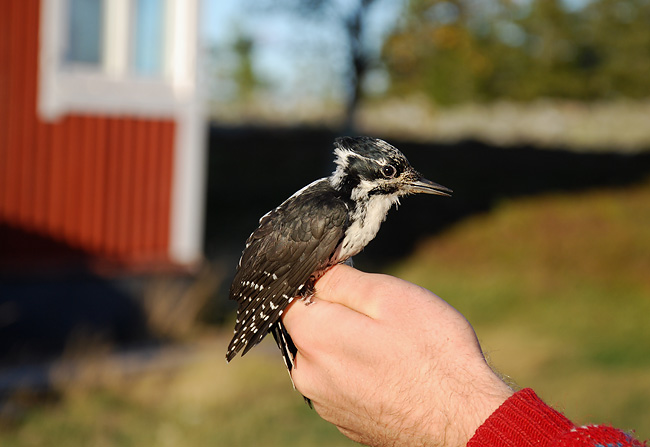  Stora Fjdergg Vsterbotten
