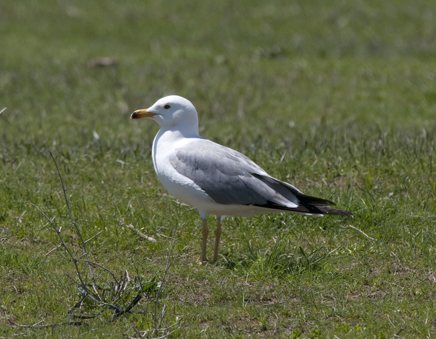 Armenian Gull