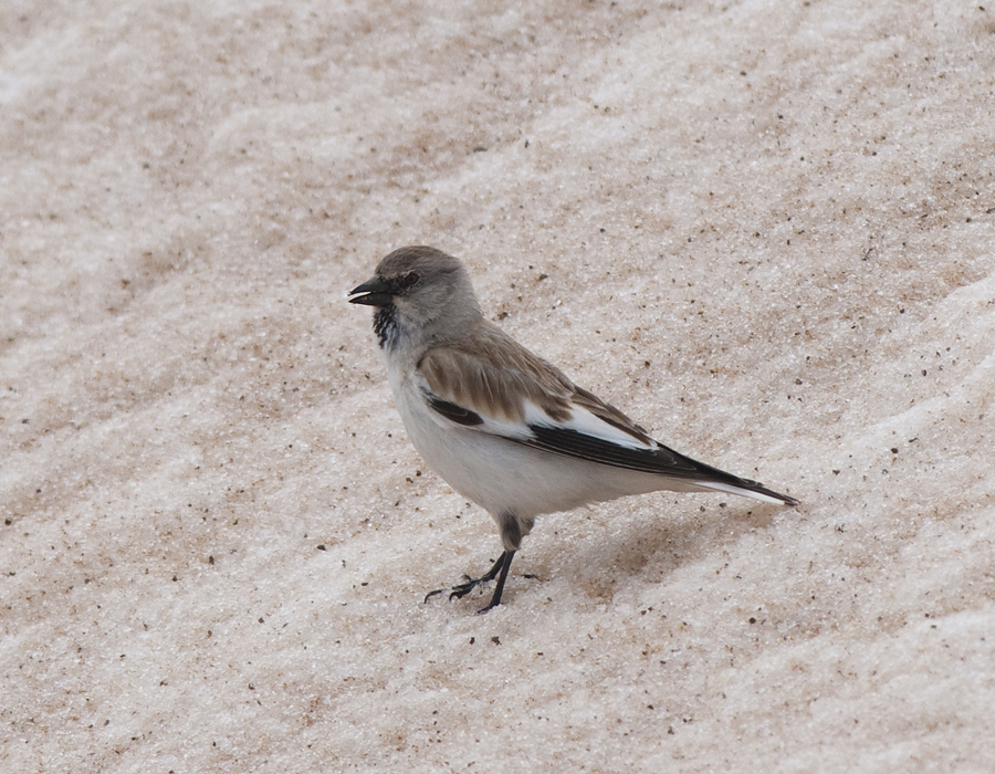 Snowfinch Nemrut Dagi