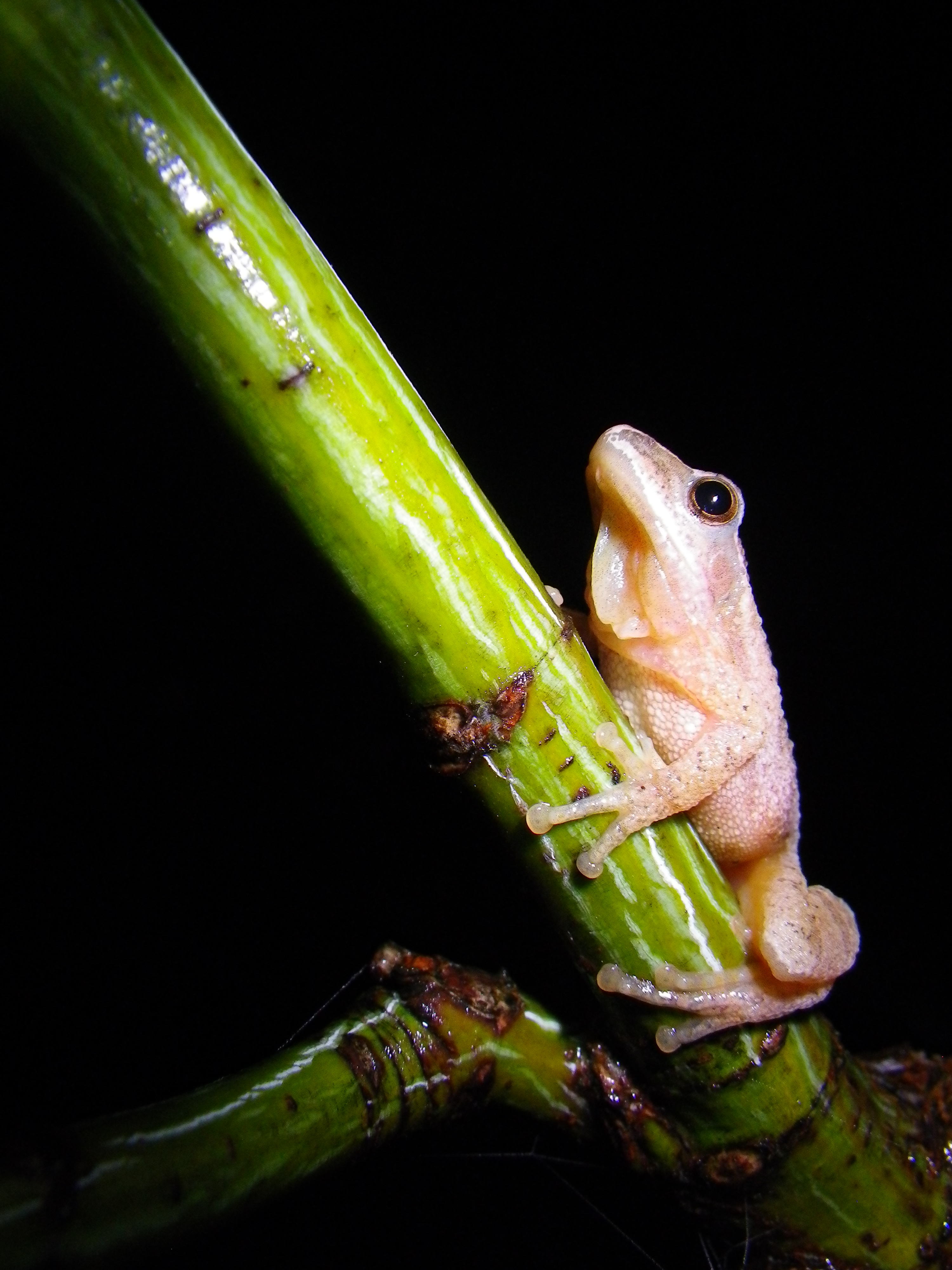 Spring Peeper