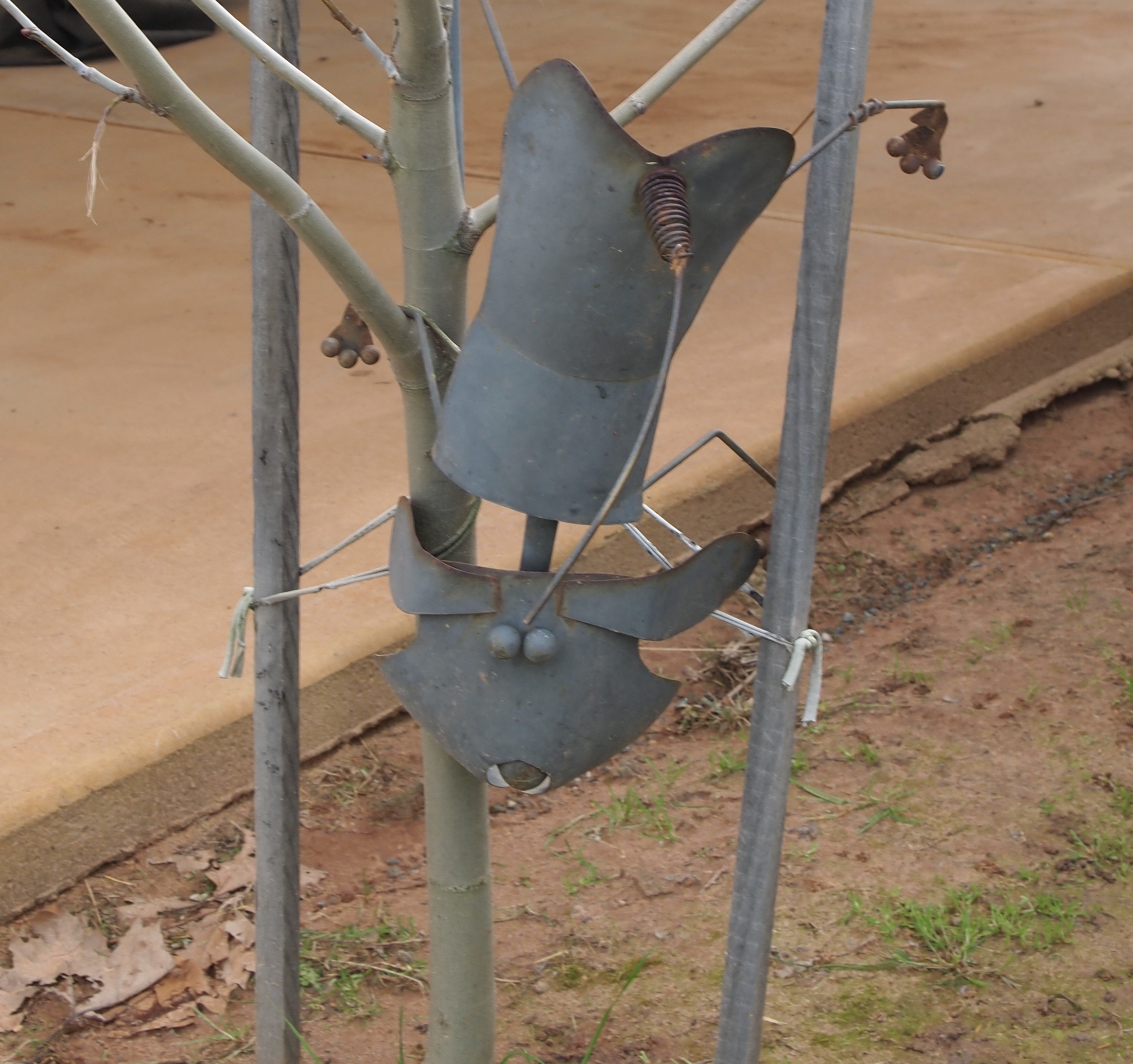 Tin cat.