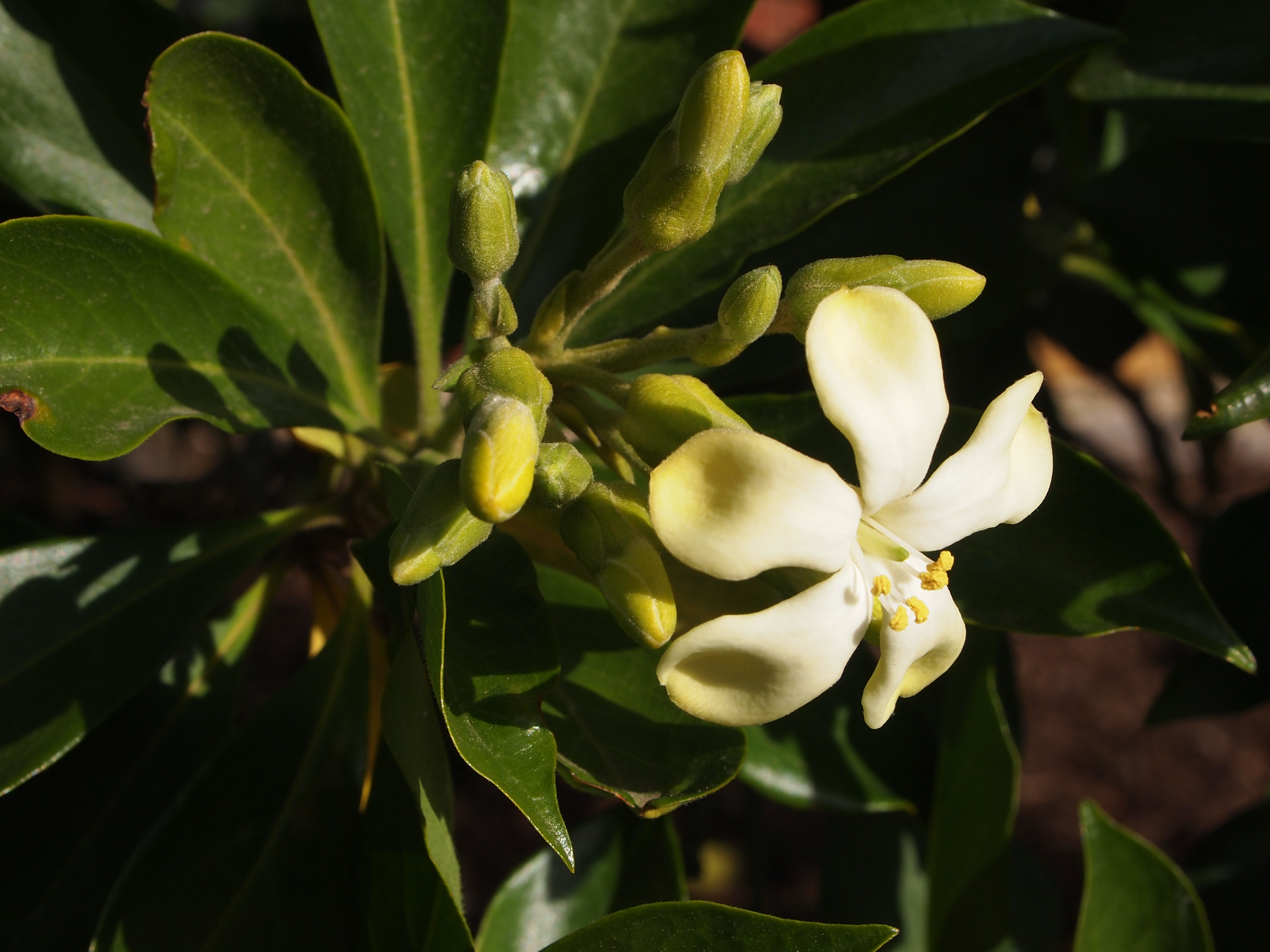 Native Frangipani